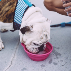dog bowl for food and drink at walk. oink and black color.