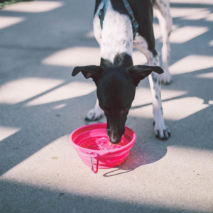 dog bowl for food and drink at walk. oink and black color.