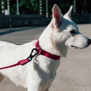 zeedog leash for dogs bordeau color