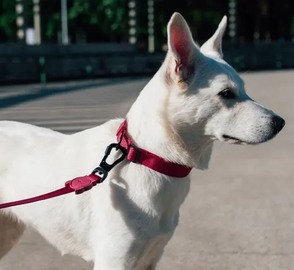 zeedog leash for dogs bordeau color